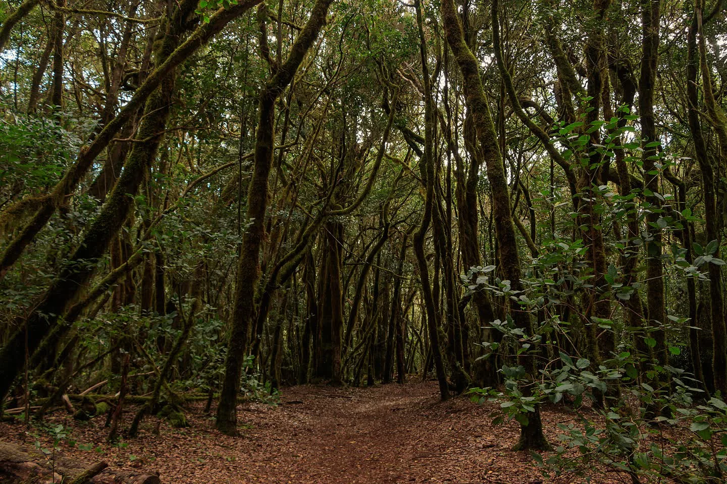 Sendero entre la laurisilva del Parque Nacional de Garajonay